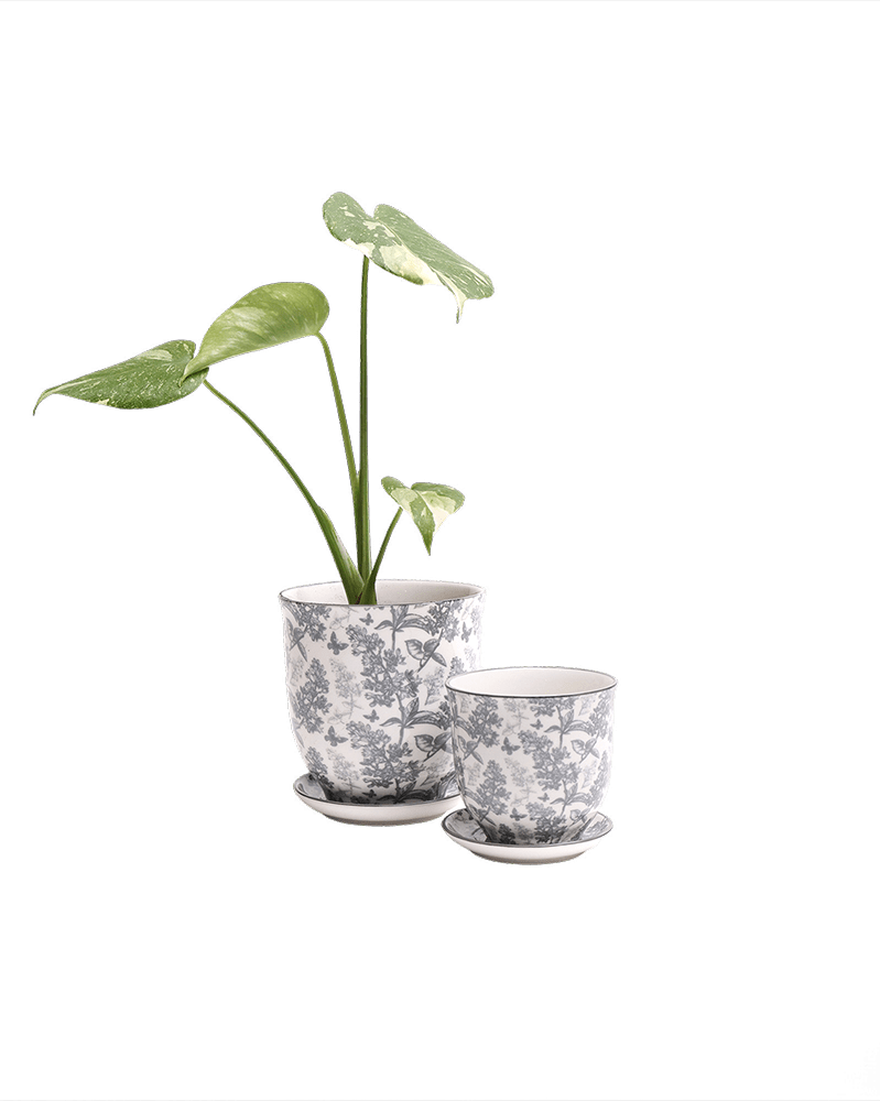 Liberte Porcelain Pot And Saucer Set With Drainage - Chive US Wholesale