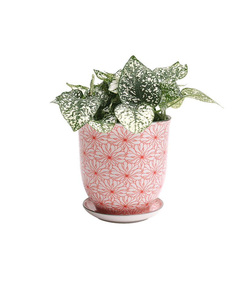 Liberte Porcelain Pot And Saucer Set With Drainage - Chive US Wholesale