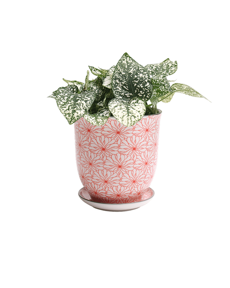 Liberte Porcelain Pot And Saucer Set With Drainage - Chive US Wholesale