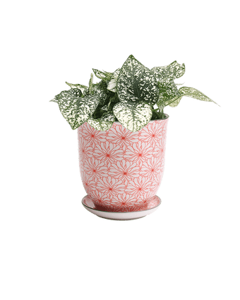 Liberte Porcelain Pot And Saucer Set With Drainage - Chive US Wholesale