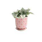 Liberte Porcelain Pot And Saucer Set With Drainage - Chive US Wholesale