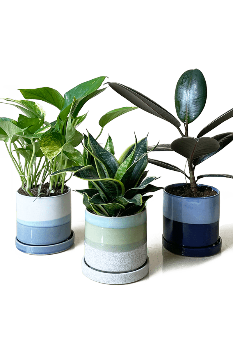 Minute Ceramic Pot And Saucer With Drainage Kit - Chive US Wholesale