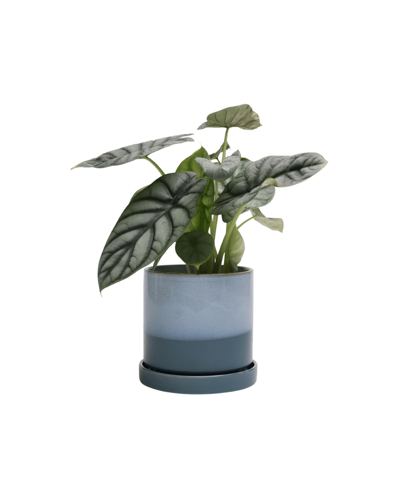 Minute Ceramic Pot And Saucer Set With Drainage - Chive US Wholesale