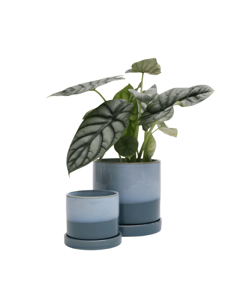 Minute Ceramic Pot And Saucer Set With Drainage - Chive US Wholesale