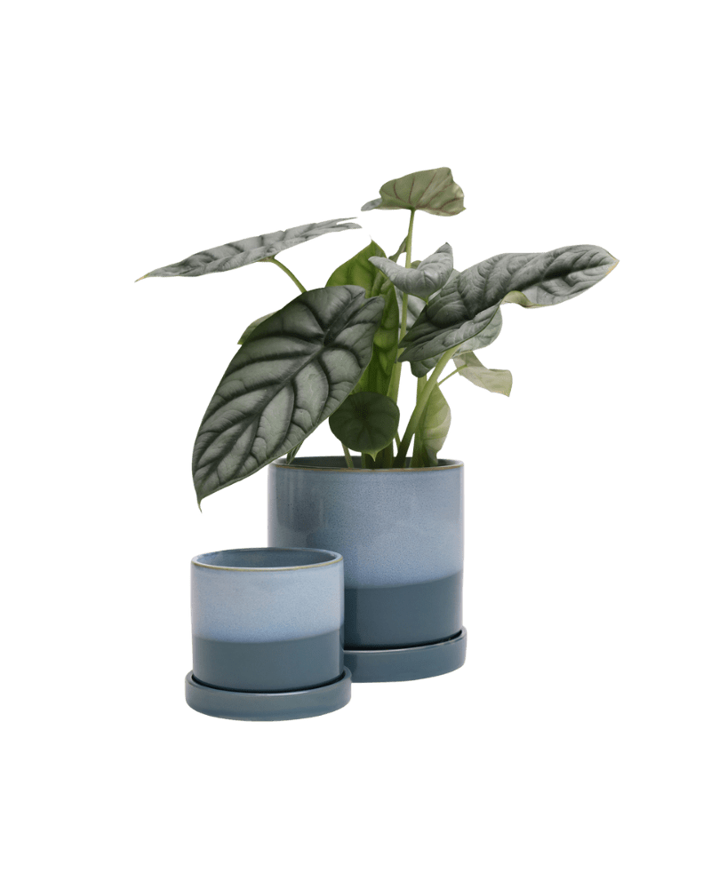 Minute Ceramic Pot And Saucer Set With Drainage - Chive US Wholesale
