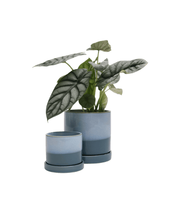 Minute Ceramic Pot And Saucer Set With Drainage - Chive US Wholesale