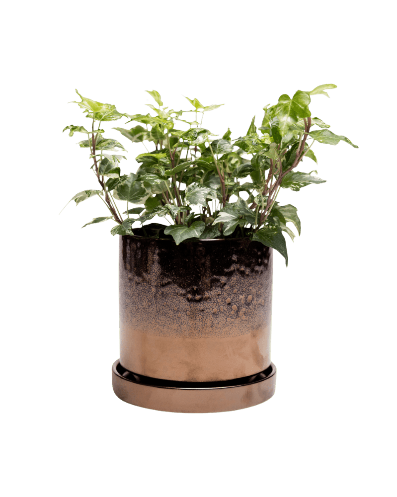 Minute Ceramic Pot And Saucer Set With Drainage - Chive US Wholesale