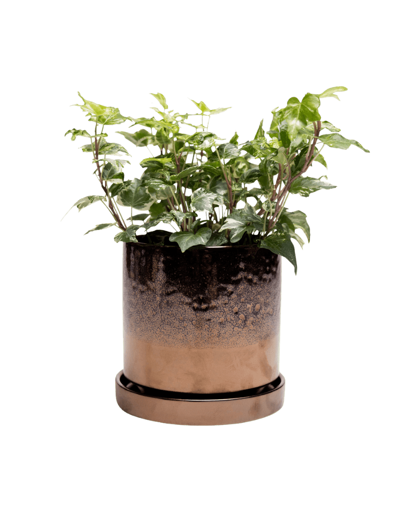 Minute Ceramic Pot And Saucer Set With Drainage - Chive US Wholesale