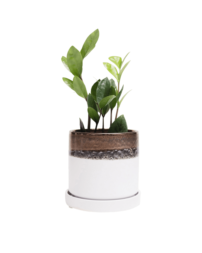 Minute Ceramic Pot And Saucer Set With Drainage - Chive US Wholesale