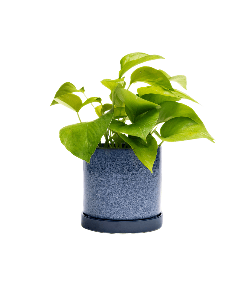 Minute Ceramic Pot And Saucer Set With Drainage - Chive US Wholesale