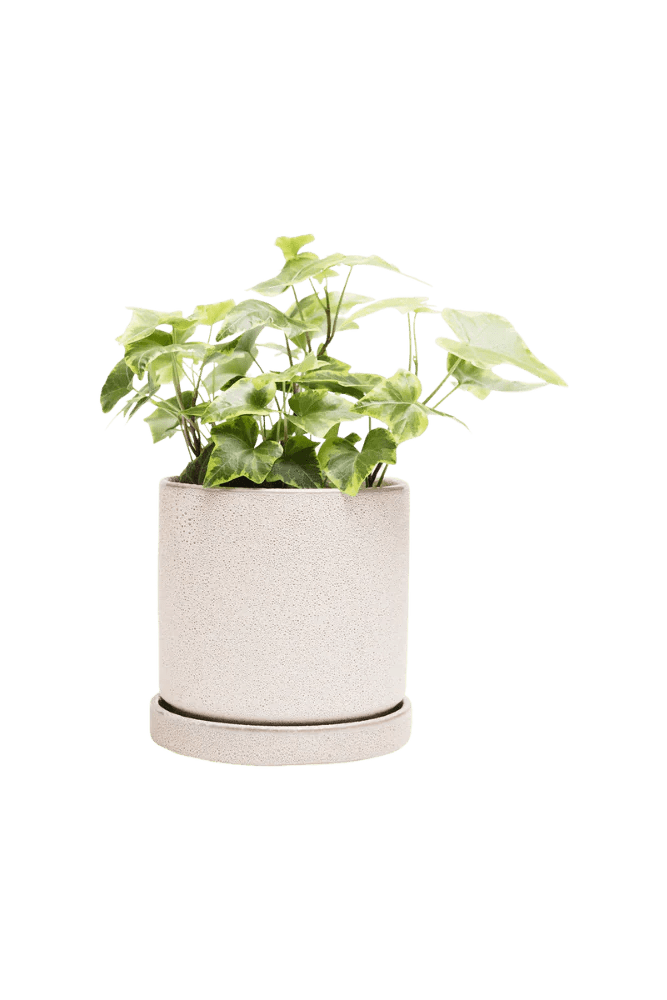 Minute 2 Pot And Saucer 48pc Kit - Small - Chive US Wholesale