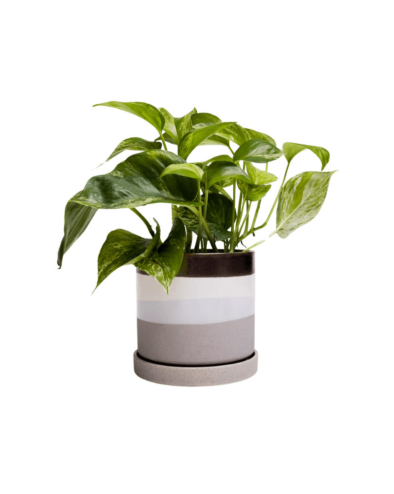 Minute Ceramic Pot And Saucer Set With Drainage - Chive US Wholesale