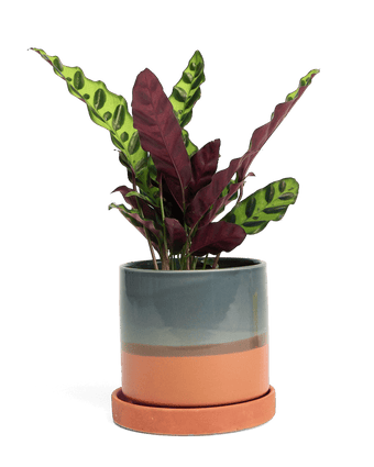 Minute Ceramic Pot And Saucer Set With Drainage - Chive US Wholesale