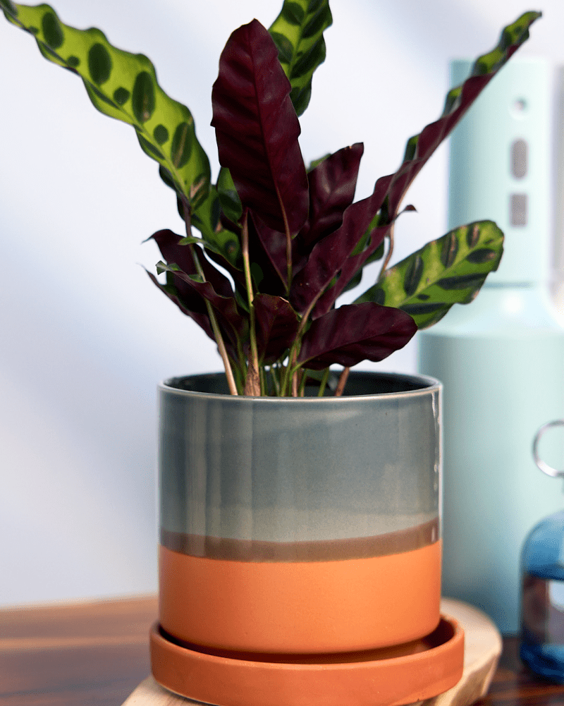 Minute Ceramic Pot And Saucer Set With Drainage - Chive US Wholesale