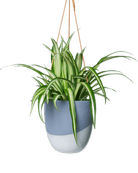 Bobbin Porcelain Modern Hanging Indoor Plant Pot - Chive US Wholesale