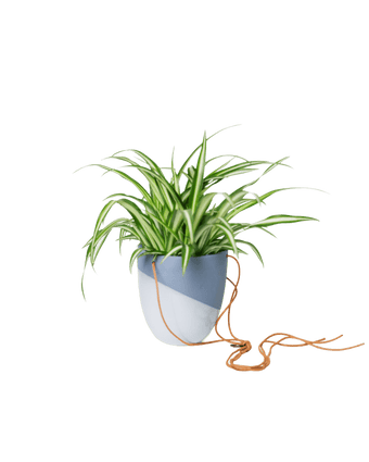 Bobbin Porcelain Modern Hanging Indoor Plant Pot - Chive US Wholesale