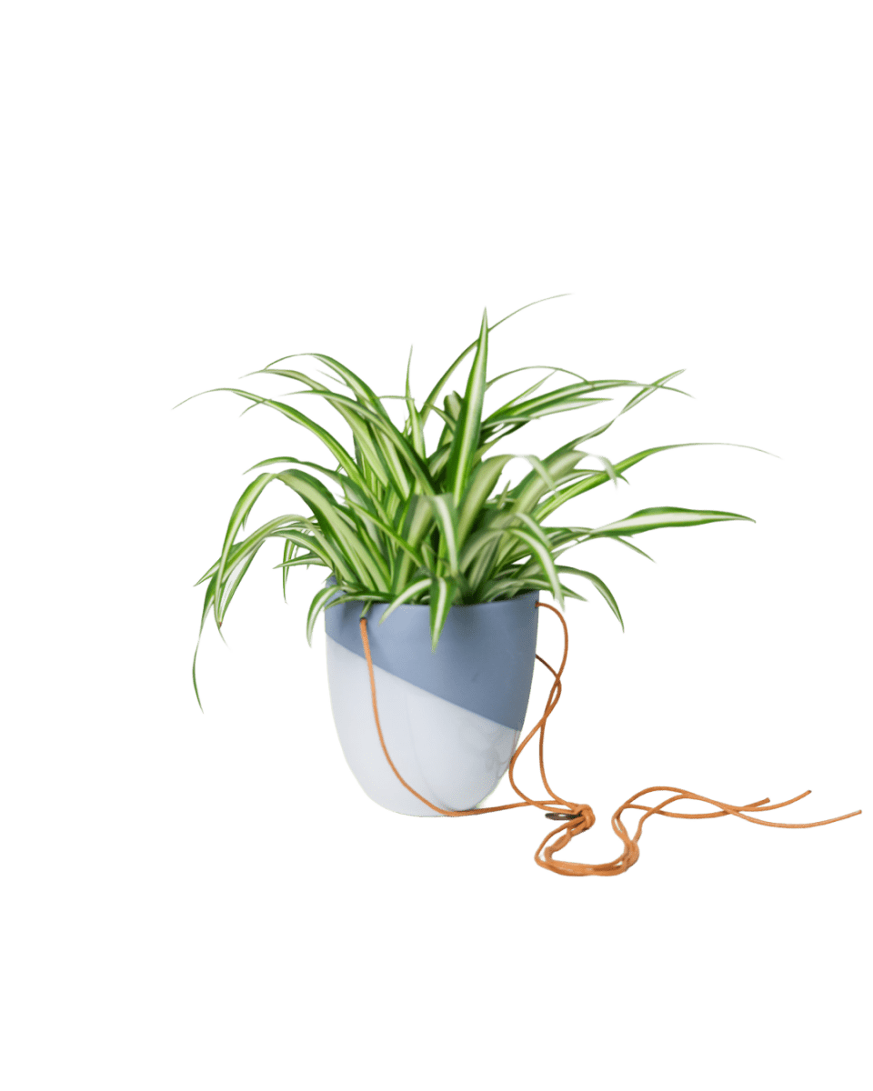 Bobbin Porcelain Modern Hanging Indoor Plant Pot - Chive US Wholesale