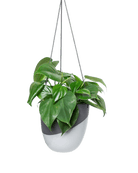 Bobbin Porcelain Modern Hanging Indoor Plant Pot - Chive US Wholesale