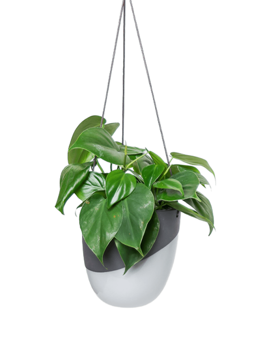 Bobbin Porcelain Modern Hanging Indoor Plant Pot - Chive US Wholesale