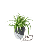 Bobbin Porcelain Modern Hanging Indoor Plant Pot - Chive US Wholesale