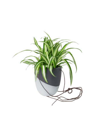 Bobbin Porcelain Modern Hanging Indoor Plant Pot - Chive US Wholesale