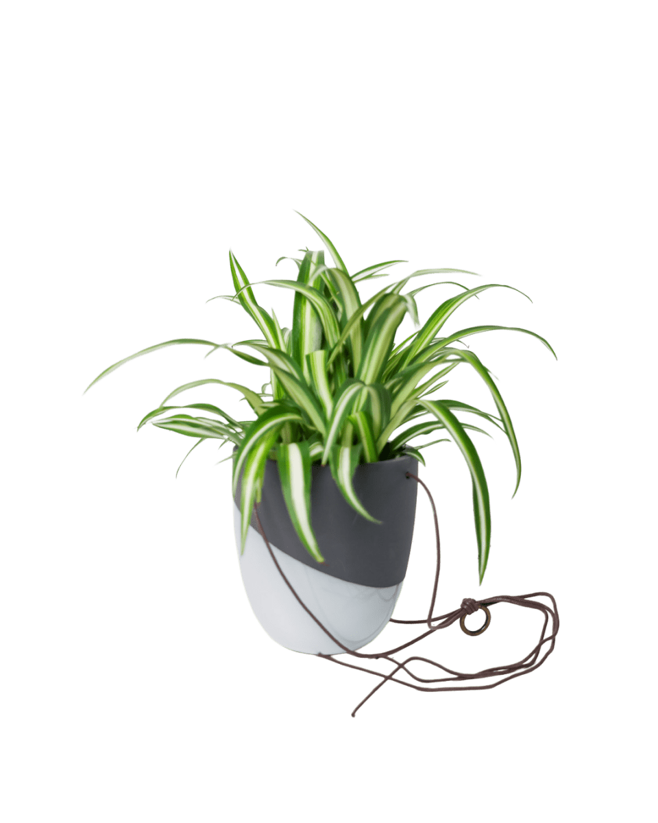 Bobbin Porcelain Modern Hanging Indoor Plant Pot - Chive US Wholesale