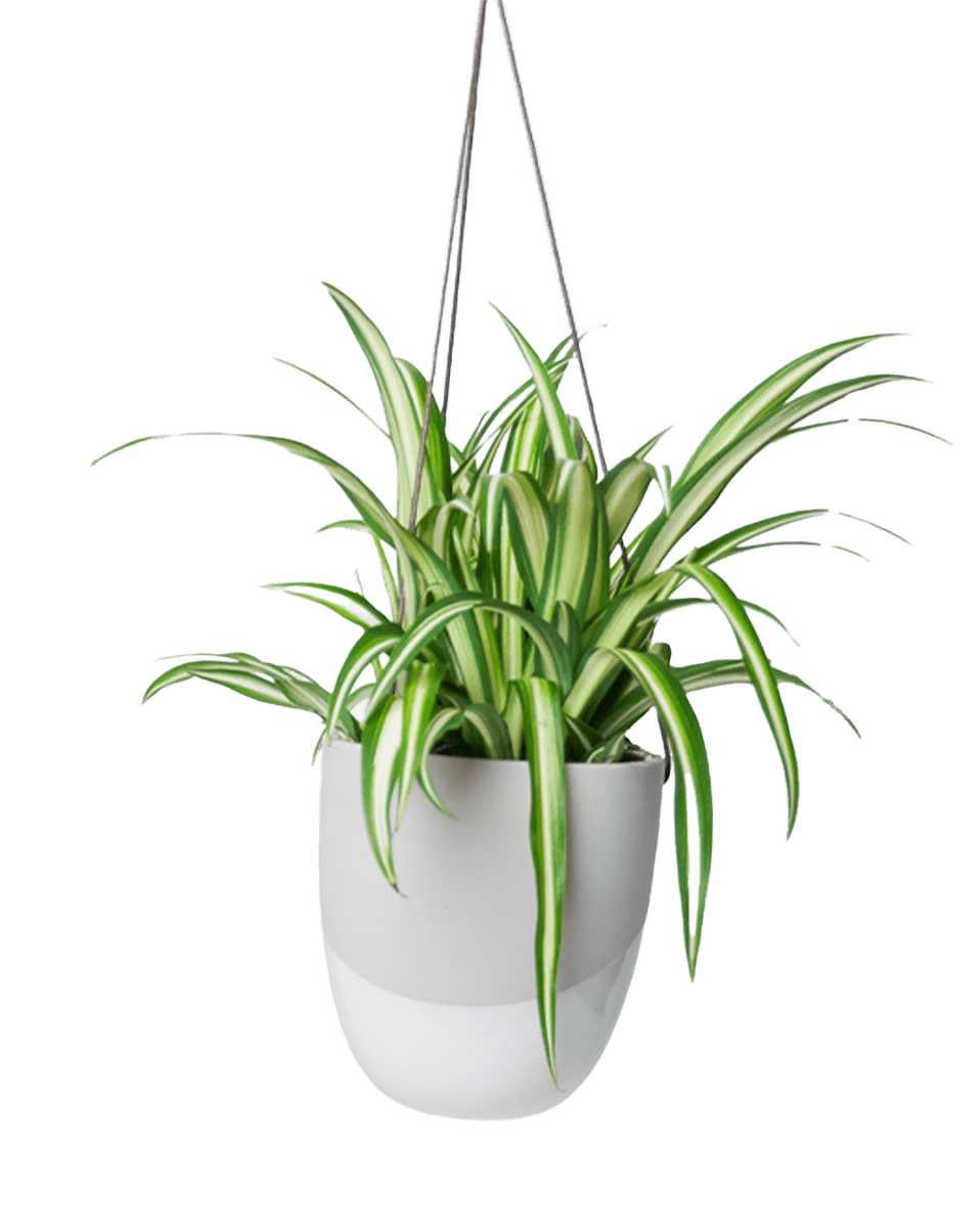 Bobbin Porcelain Modern Hanging Indoor Plant Pot - Chive US Wholesale