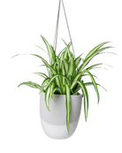 Bobbin Porcelain Modern Hanging Indoor Plant Pot - Chive US Wholesale
