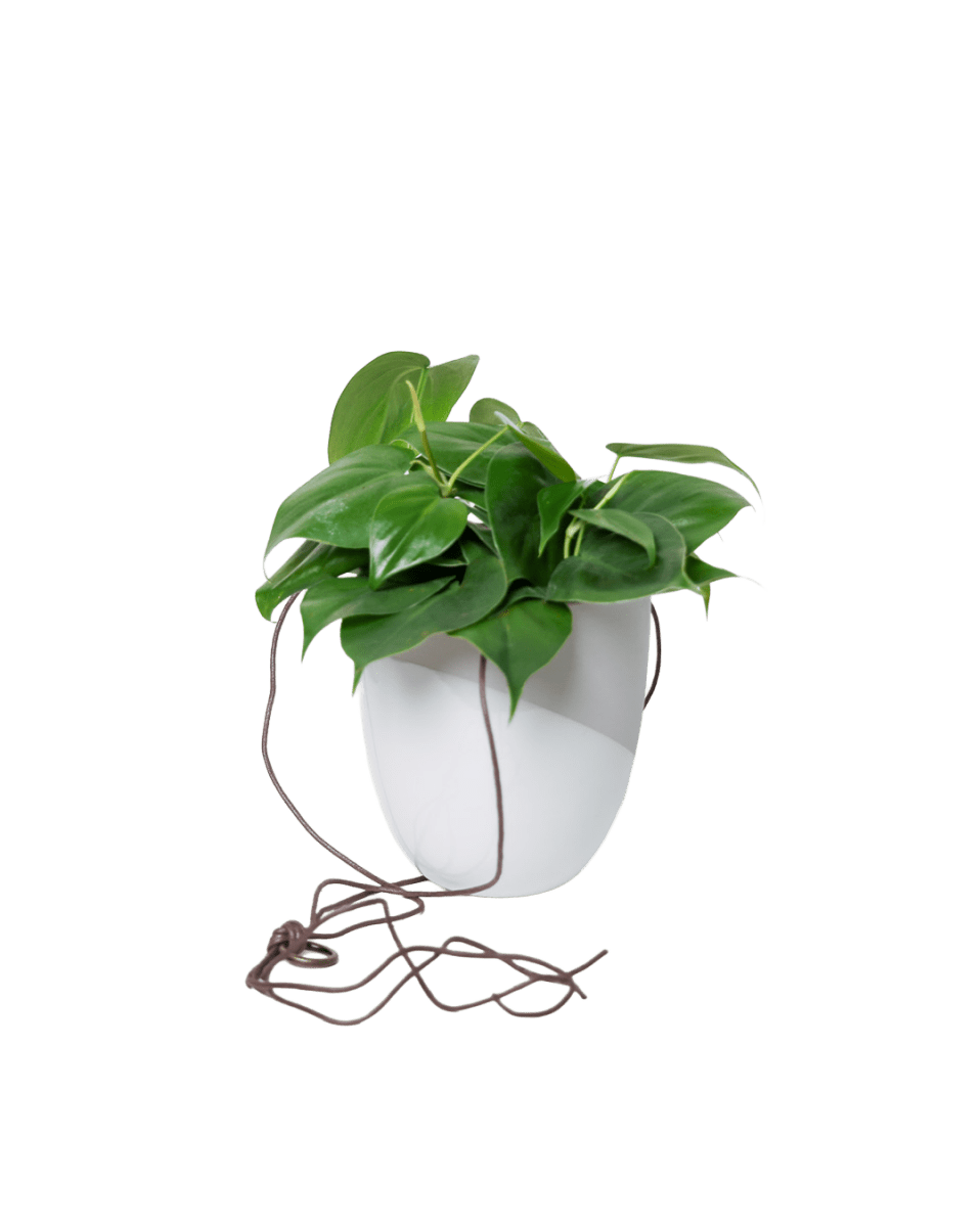 Bobbin Porcelain Modern Hanging Indoor Plant Pot - Chive US Wholesale