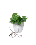 Bobbin Porcelain Modern Hanging Indoor Plant Pot - Chive US Wholesale