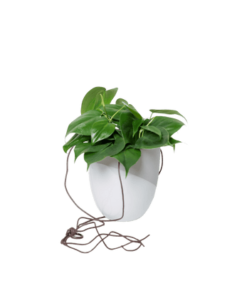 Bobbin Porcelain Modern Hanging Indoor Plant Pot - Chive US Wholesale