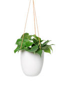 Bobbin Porcelain Modern Hanging Indoor Plant Pot - Chive US Wholesale