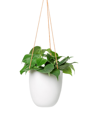 Bobbin Porcelain Modern Hanging Indoor Plant Pot - Chive US Wholesale