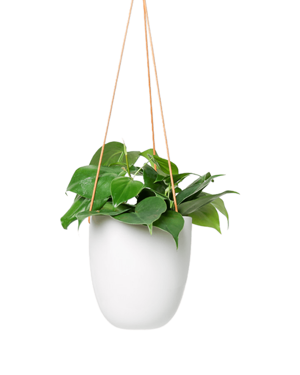 Bobbin Porcelain Modern Hanging Indoor Plant Pot - Chive US Wholesale