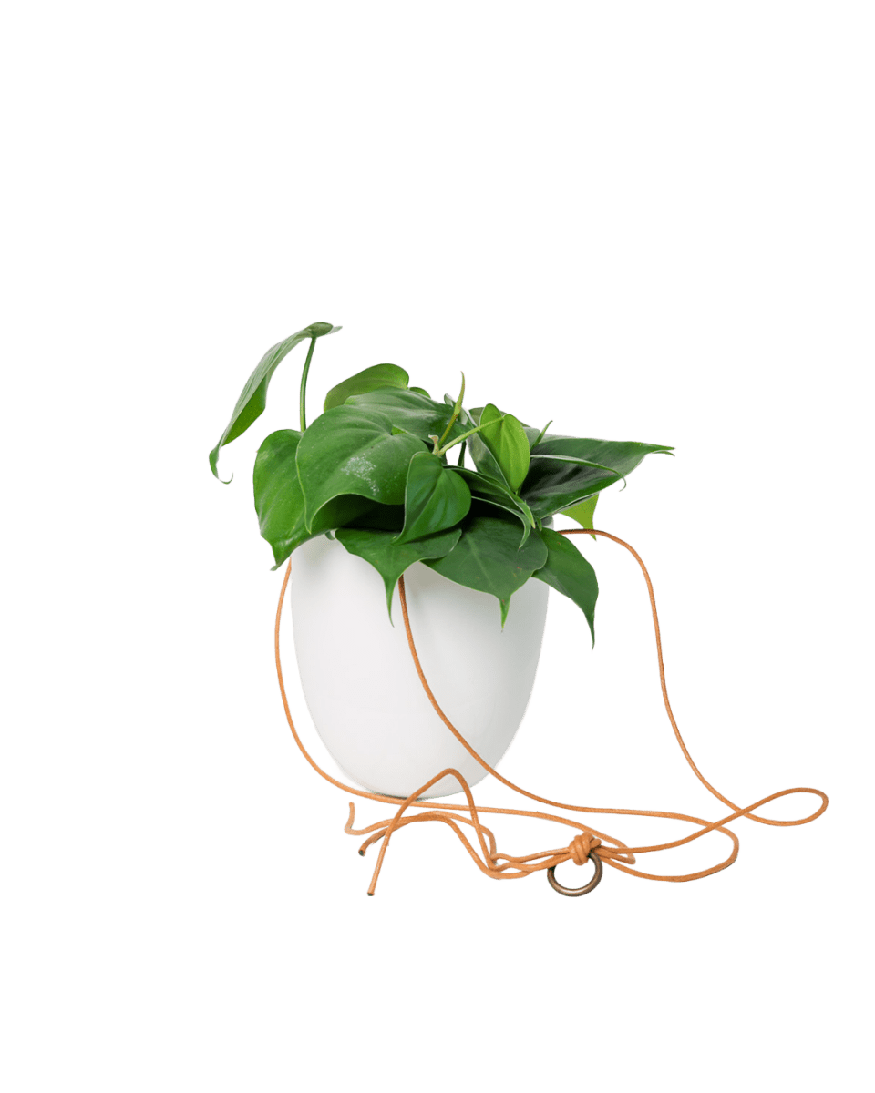 Bobbin Porcelain Modern Hanging Indoor Plant Pot - Chive US Wholesale