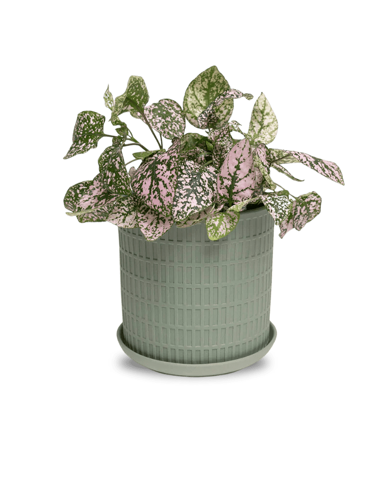 Virago Olive Pot And Saucer 48pc Kit - Small - Chive US Wholesale