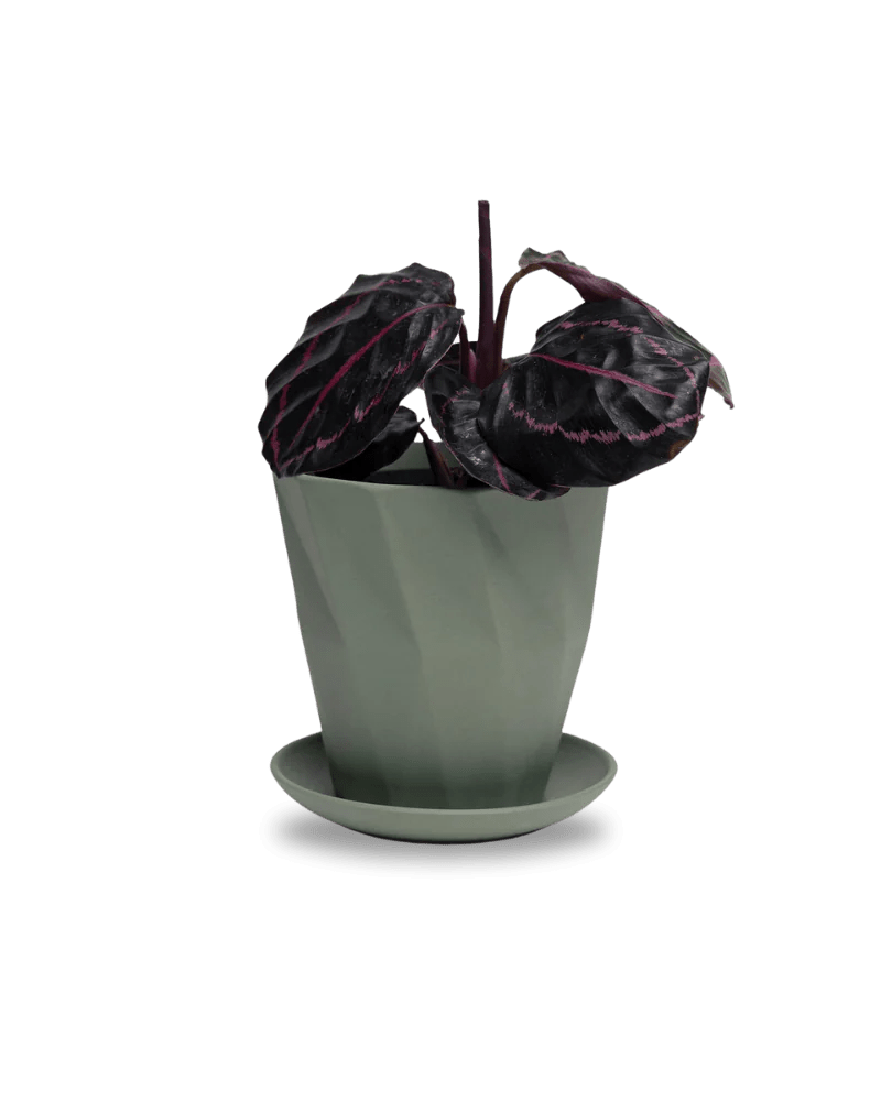 Virago Olive Pot And Saucer 48pc Kit - Medium - Chive US Wholesale