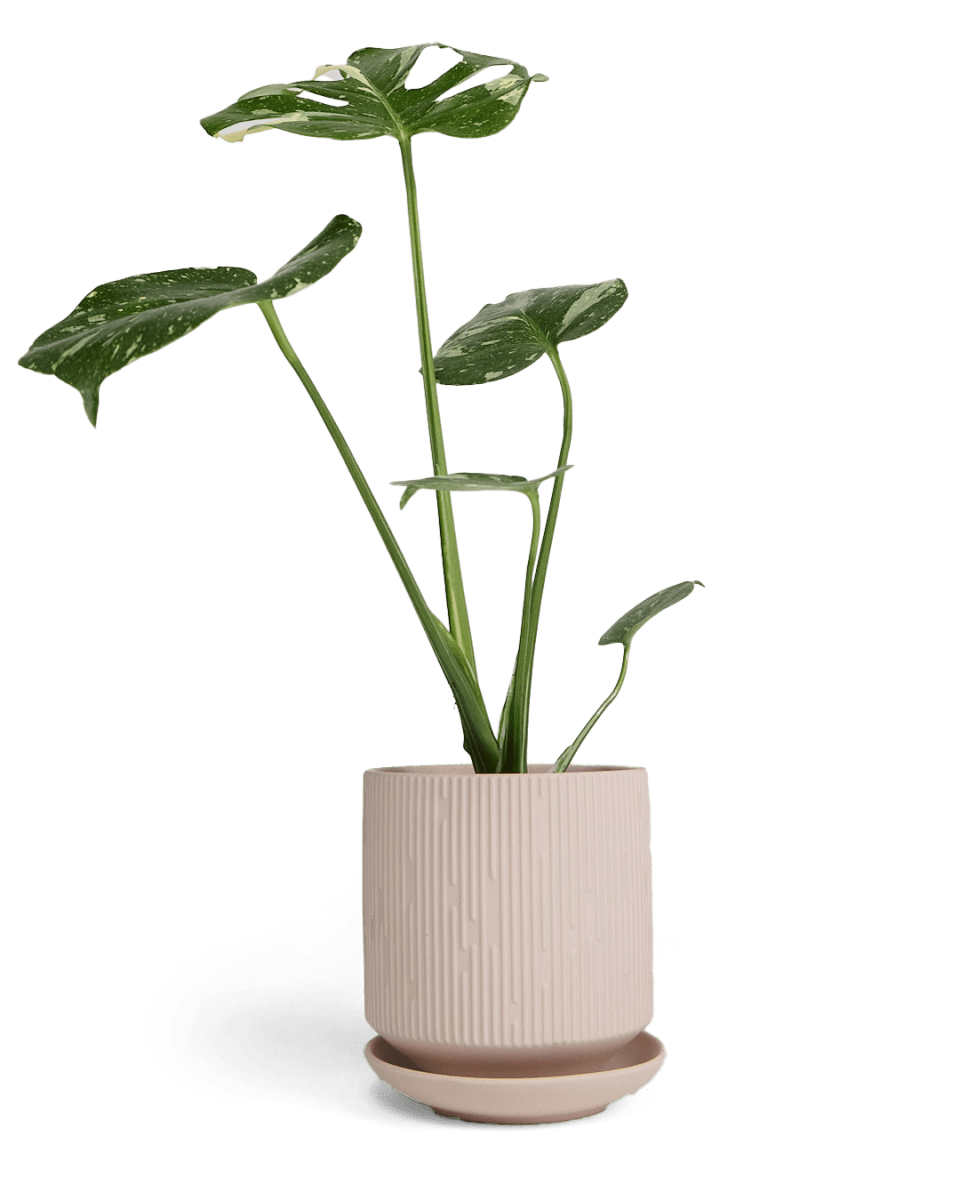 Virago 5" Porcelain Pot With Drainage Hole And Saucer - Chive US Wholesale