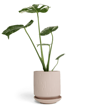 Virago 5" Porcelain Pot With Drainage Hole And Saucer - Chive US Wholesale