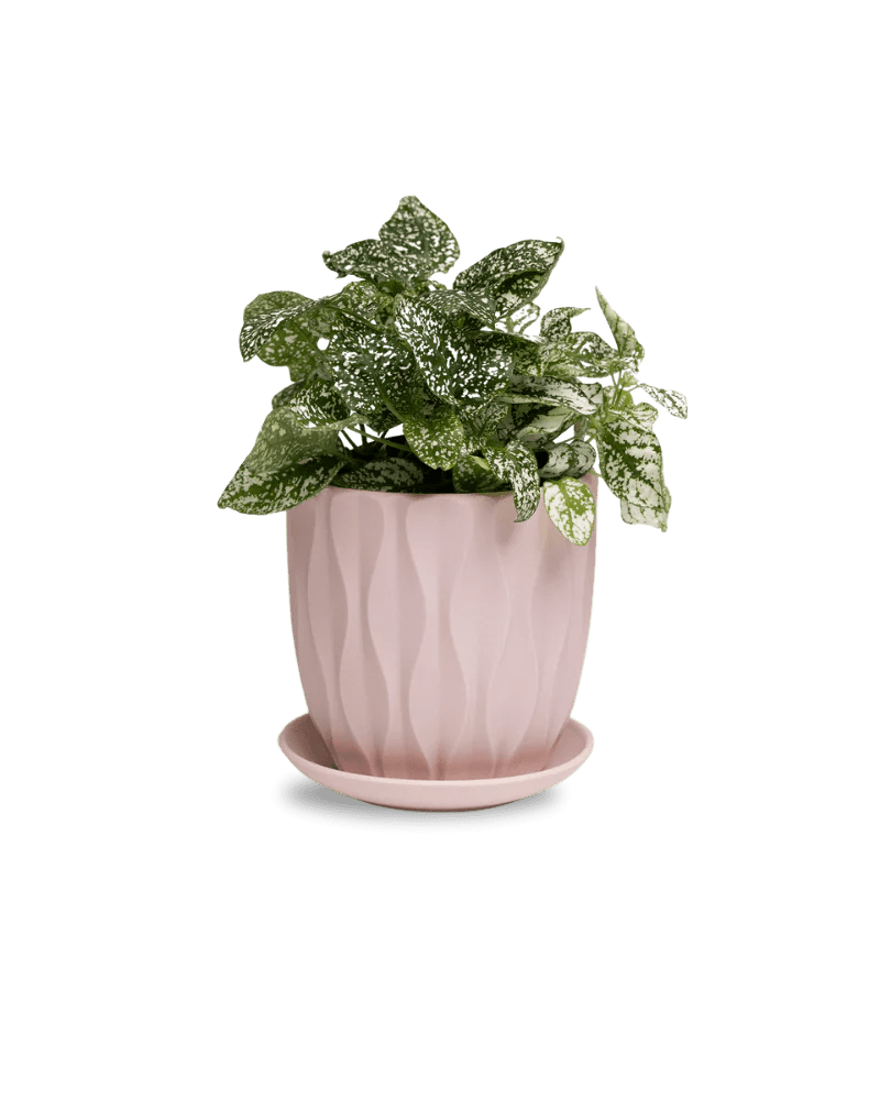 Virago Soft Pink Pot And Saucer 48pc Kit - Medium - Chive US Wholesale