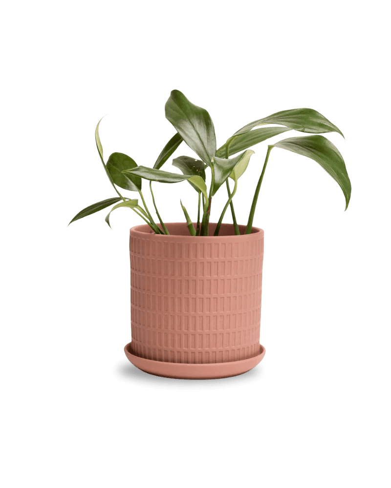 Virago Terracotta Pot And Saucer 48pc Kit - Small - Chive US Wholesale