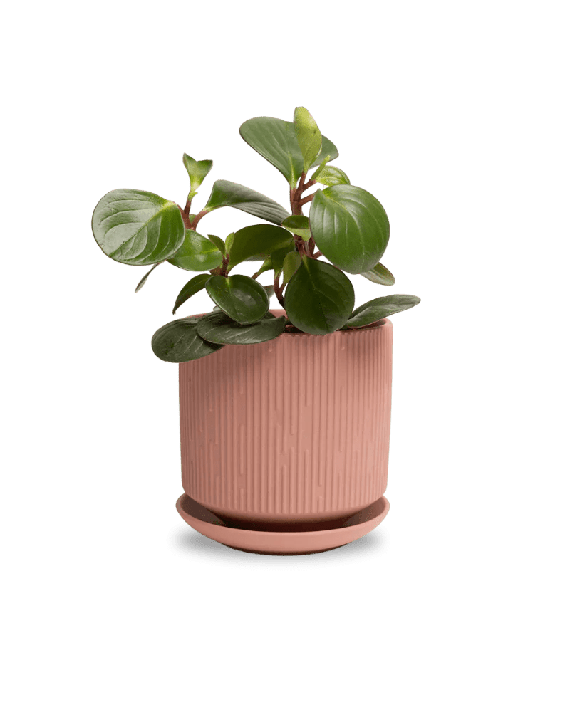 Virago Terracotta Pot And Saucer 48pc Kit - Medium - Chive US Wholesale