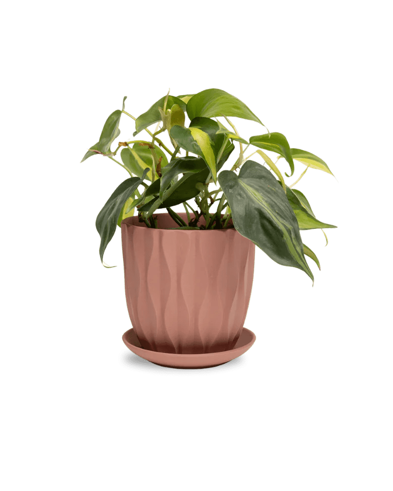 Virago Terracotta Pot And Saucer 48pc Kit - Small - Chive US Wholesale
