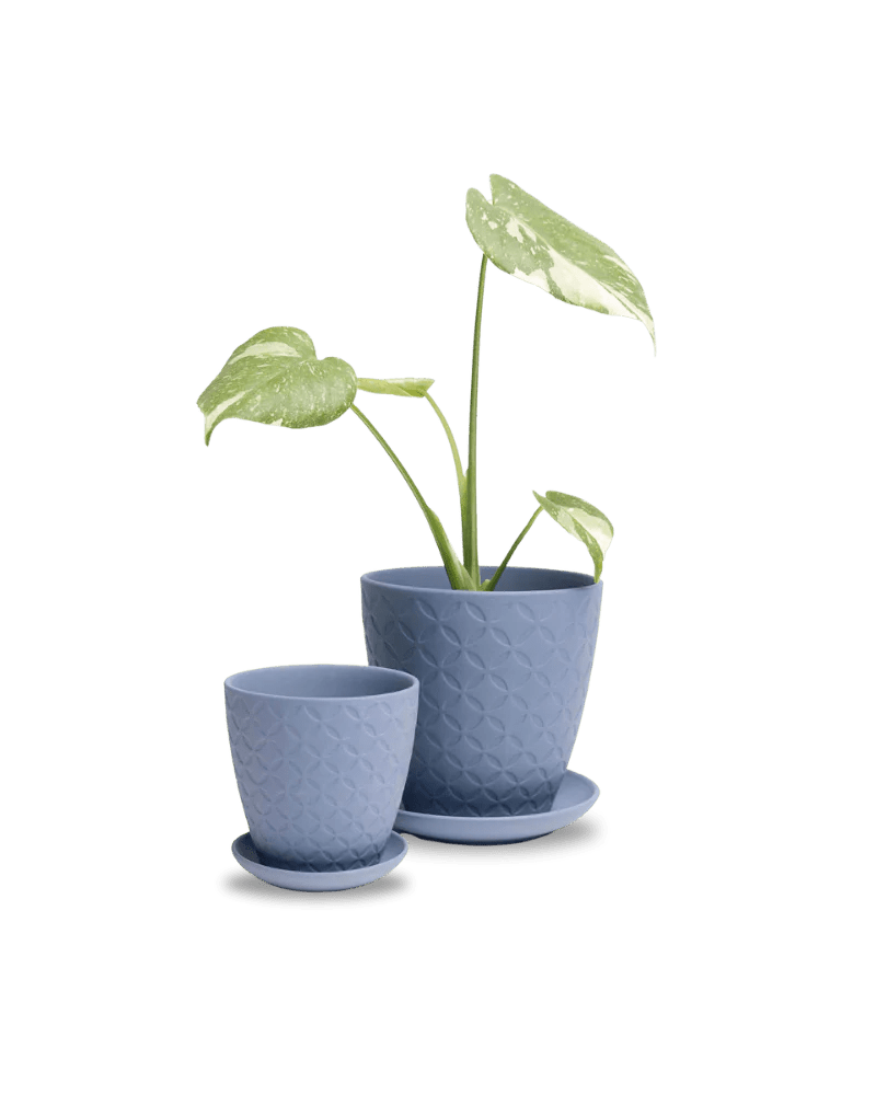 Virago Blue Grey Pot And Saucer 48pc Kit - Medium - Chive US Wholesale