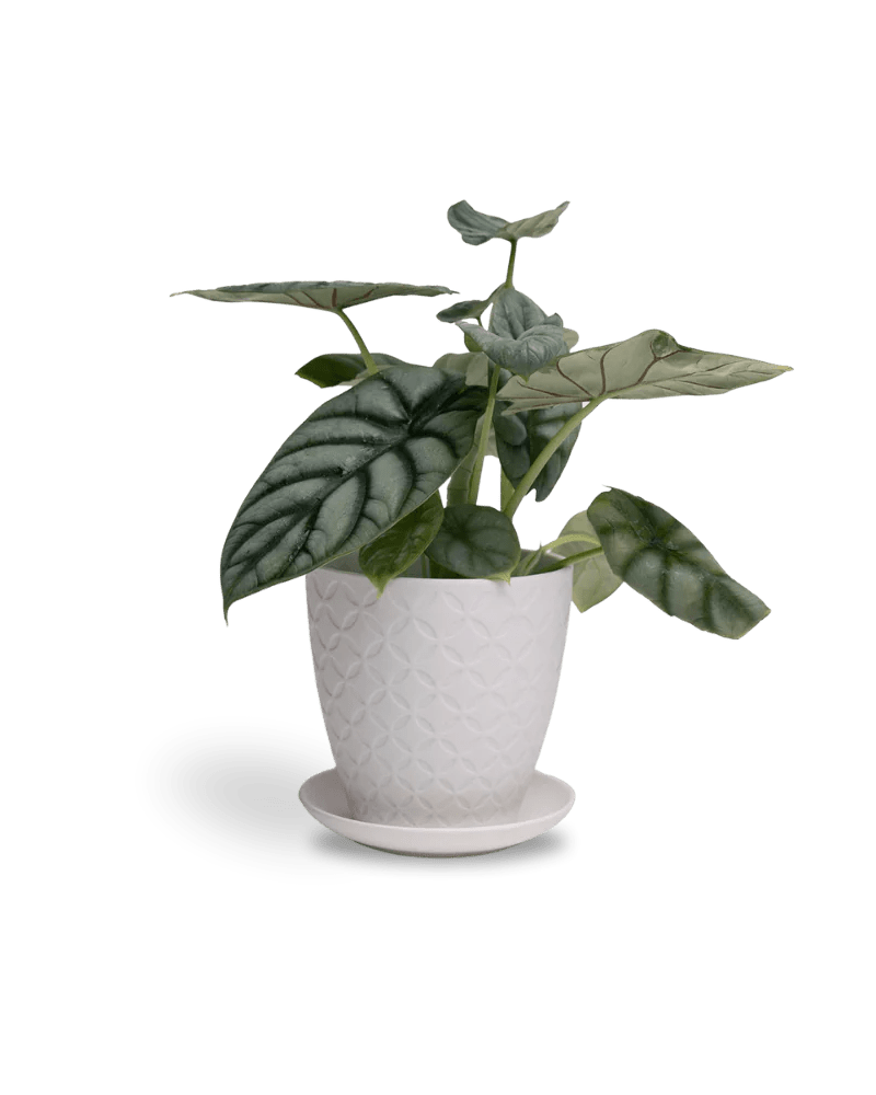 Virago White Pot And Saucer 48pc Kit - Small - Chive US Wholesale