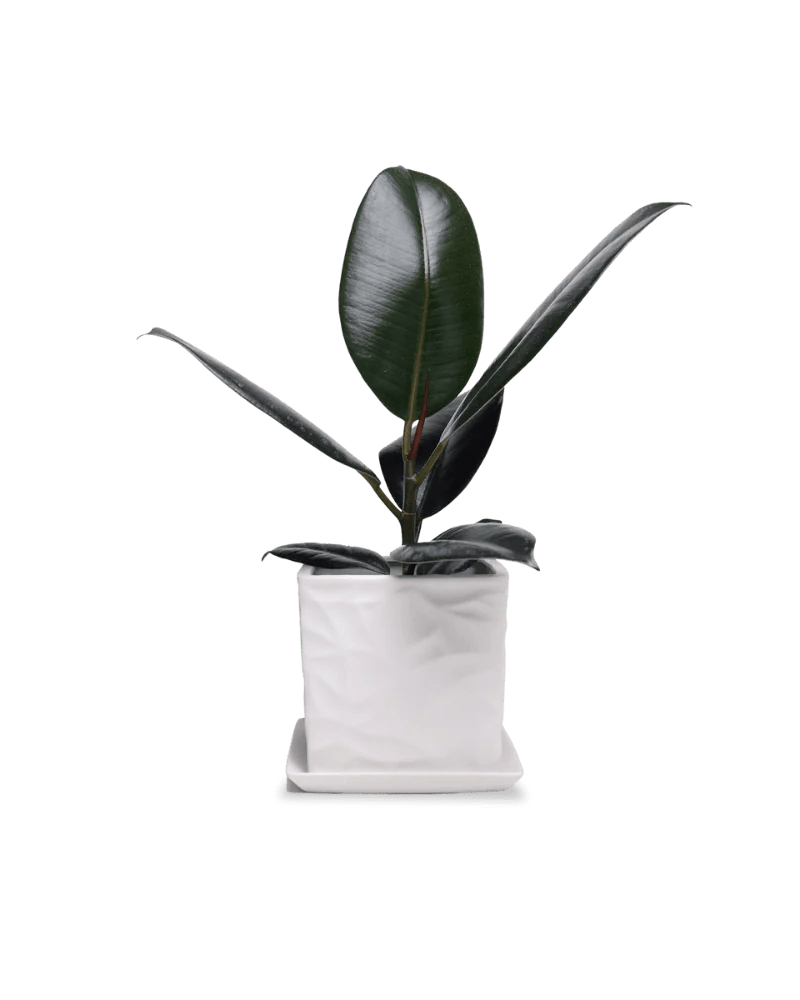 Virago White Pot And Saucer 48pc Kit - Medium - Chive US Wholesale