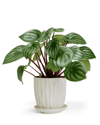 Virago 5" Porcelain Pot With Drainage Hole And Saucer - Chive US Wholesale