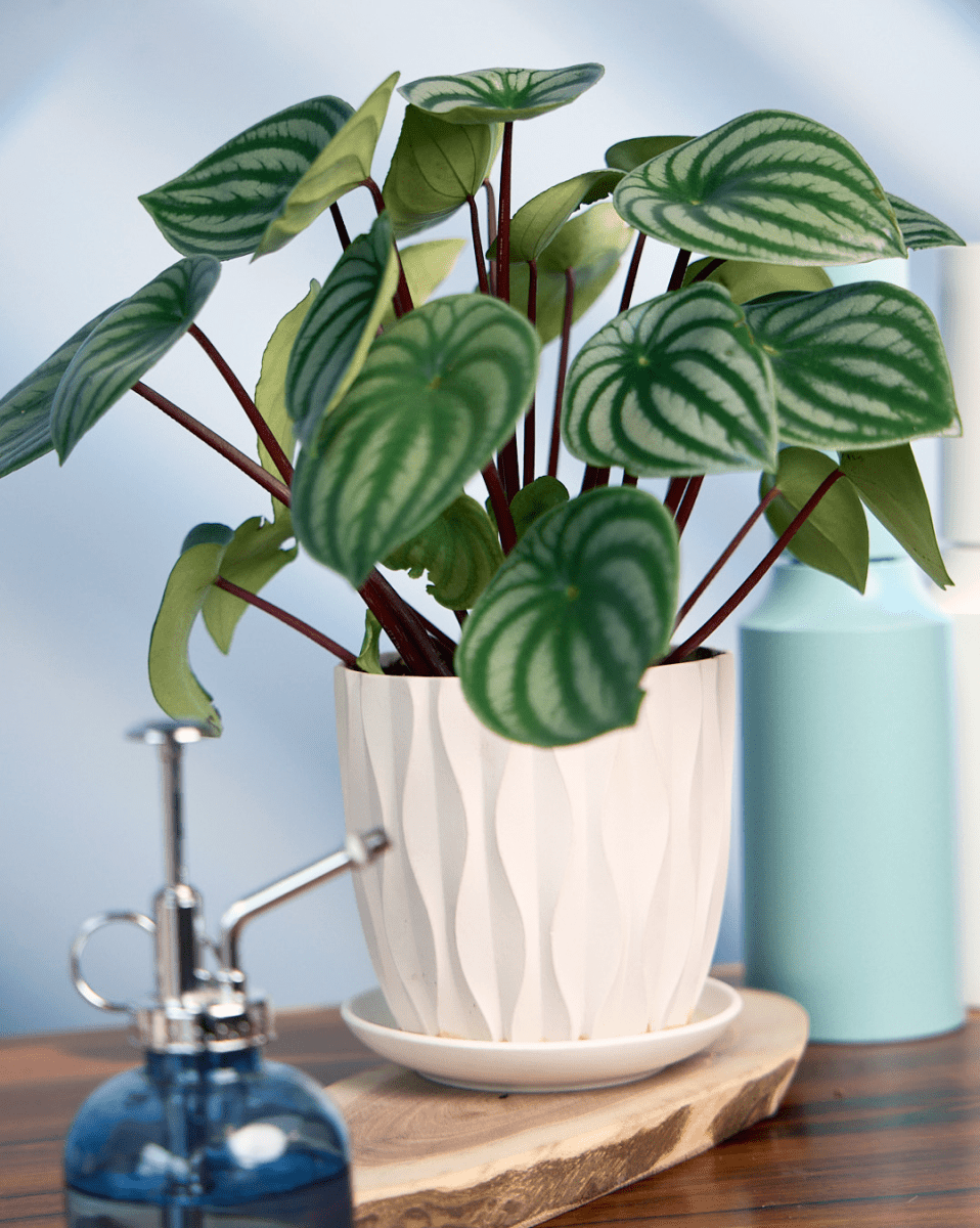 Virago 5" Porcelain Pot With Drainage Hole And Saucer - Chive US Wholesale