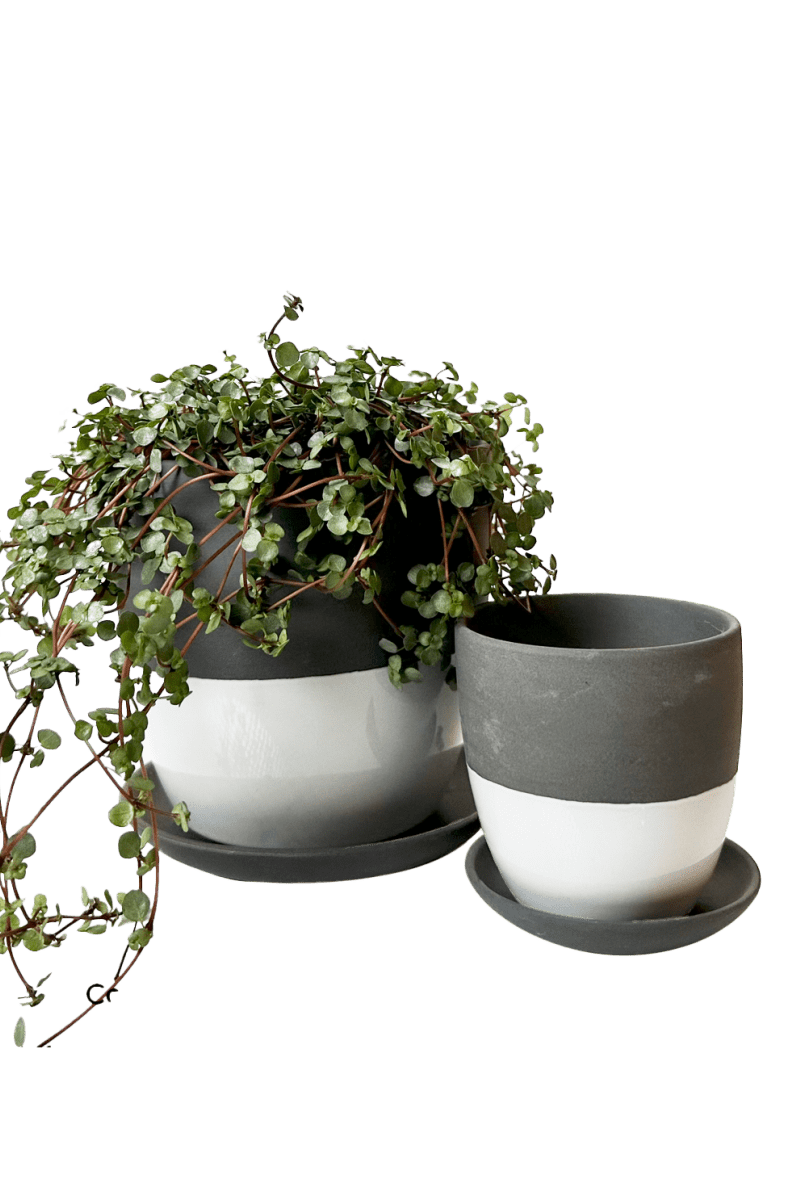 Dyad Porcelain Modern Indoor Plant Pot With Saucer - Chive US Wholesale
