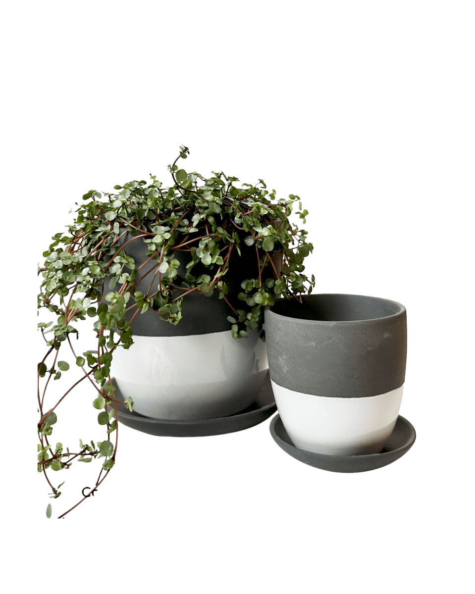 Dyad Porcelain Modern Indoor Plant Pot With Saucer - Chive US Wholesale